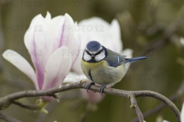 Blue tit (Cyanistes caeruleus) adult garden bird on a magnolia tree branch amongst spring blossom, England, United Kingdom