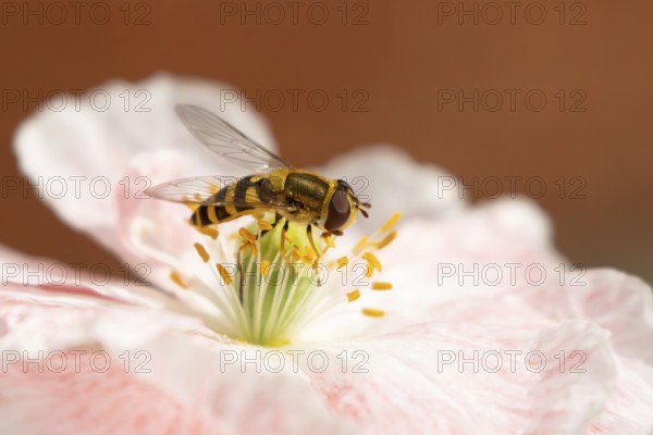 Common hoverfly (Eupeodes corollae) adult insect feeding on a garden poppy flower in summer, England, United Kingdom