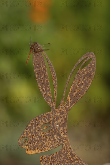 Common darter dragonfly (Sympetrum striolatum) adult insect on a metal hare garden sculpture in summer, England, United Kingdom