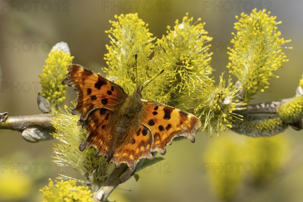 Comma butterfly (Polygonia c-album) adult insect feeding on Goat or Pussy willow (Salix caprea) yellow flowers in spring, England, United Kingdom