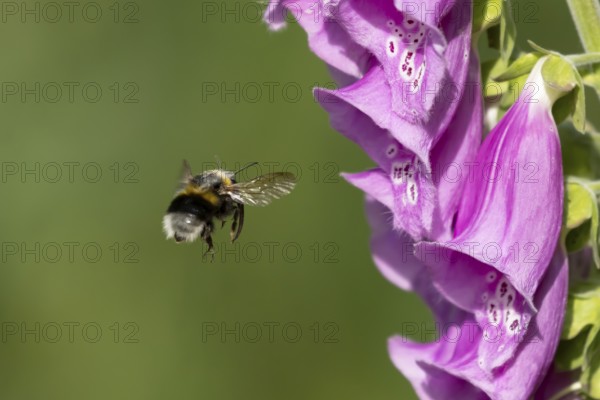 Buff tailed bumblebee (Bombus terrestris) adult bee insect flying towards a Foxglove (Digitalis purpurea) flower in summer, England, United Kingdom