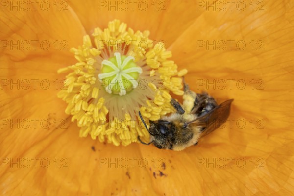 Common carder bumblebee (Bombus pascuorum) adult bee insect feeding on a garden Spanish orange poppy flower in summer, England, United Kingdom