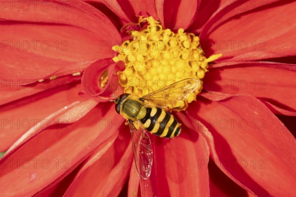 Common hoverfly (Eupeodes corollae) adult insect feeding on a garden Dahlia flower in summer, England, United Kingdom
