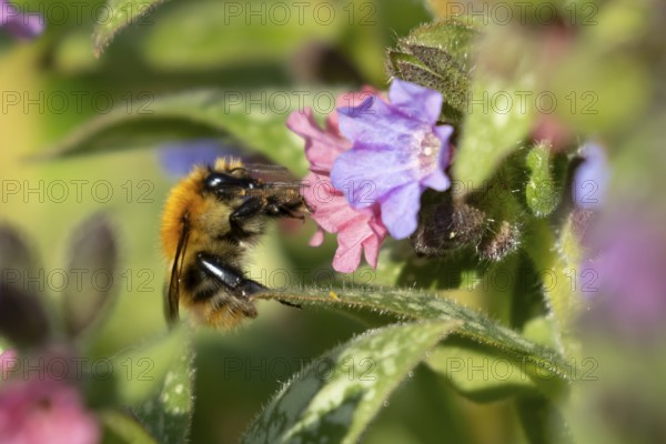 Common carder bumblebee (Bombus pascuorum) adult bee insect feeding on a garden Pulmonaria or Lungwort purple flowers in spring, England, United Kingdom