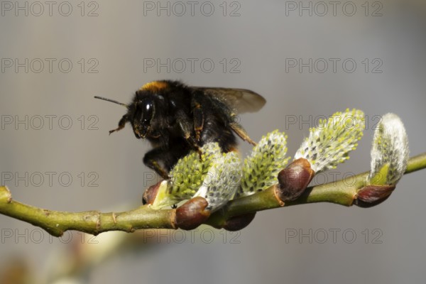 Buff tailed bumblebee (Bombus terrestris) adult bee insect feeding on Goat or Pussy willow (Salix caprea) yellow flowers in spring, England, United Kingdom