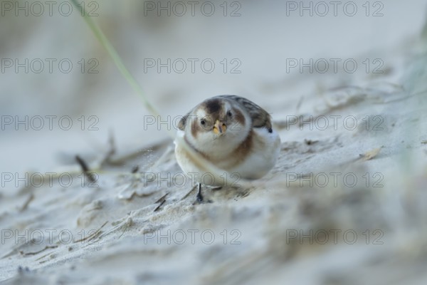 Snow bunting (Plectrophenax nivalis) adult bird feeding on a beach in winter, England, United Kingdom