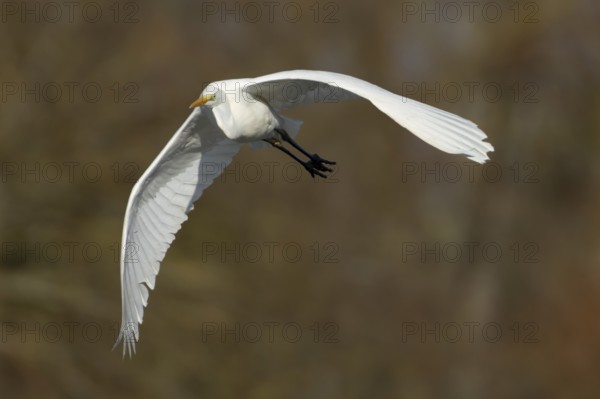 Great white egret (Ardea alba) adult bird in flight, England, United Kingdom