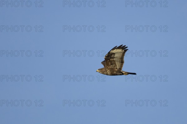 Common buzzard (Buteo buteo) adult bird of prey in flight, England, United Kingdom