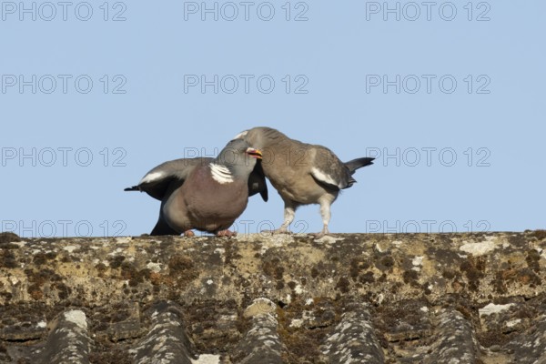 Wood pigeon (Columba palumbus) adult garden bird feeding a juvenile baby squab bird on a house roof in summer, England, United Kingdom