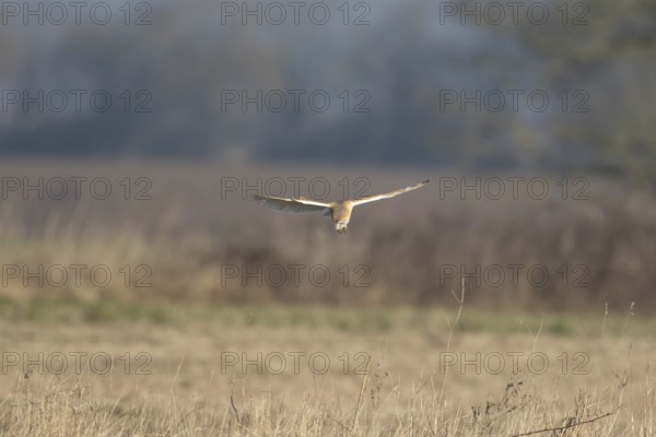 Barn owl (Tyto alba) adult bird of prey hunting in flight over grassland, England, United Kingdom
