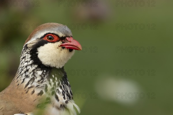 Red legged or French partridge (Alectoris rufa) adult bird head portrait, England, United Kingdom