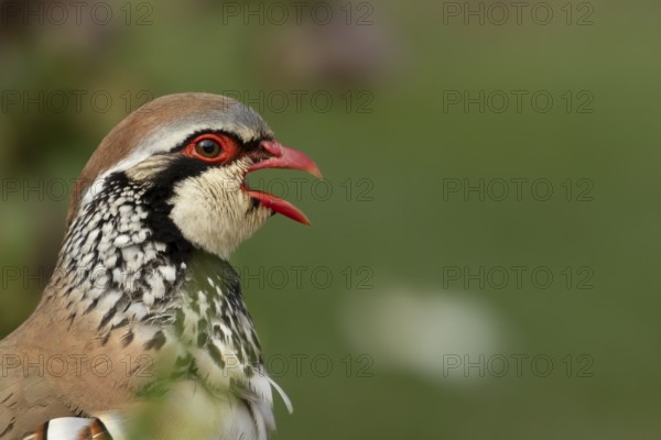 Red legged or French partridge (Alectoris rufa) adult bird calling, England, United Kingdom