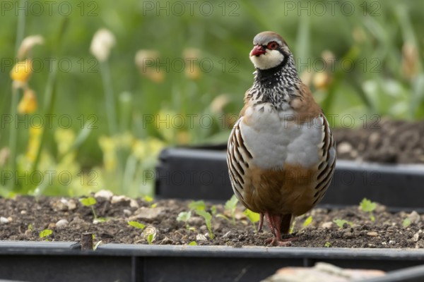 Red legged or French partridge (Alectoris rufa) adult bird on a garden raised vegetable bed in spring, England, United Kingdom