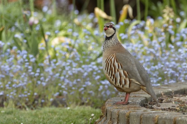 Red legged or French partridge (Alectoris rufa) adult bird in a garden in spring, England, United Kingdom