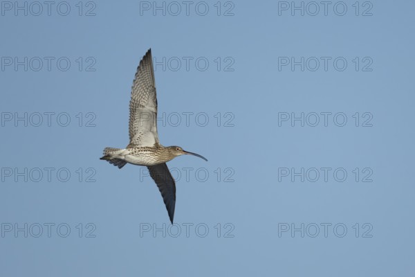 Eurasian curlew (Numenius arquata) adult wading bird in flight, England, United Kingdom