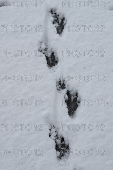 Track of nutria (Myocastor coypus) in the snow, Emsland, Lower Saxony, Germany