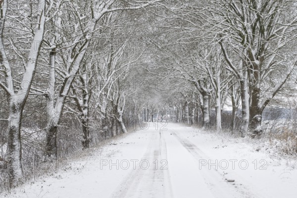 English oak avenue (Quercus robur) in the snow, Emsland, Lower Saxony, Germany