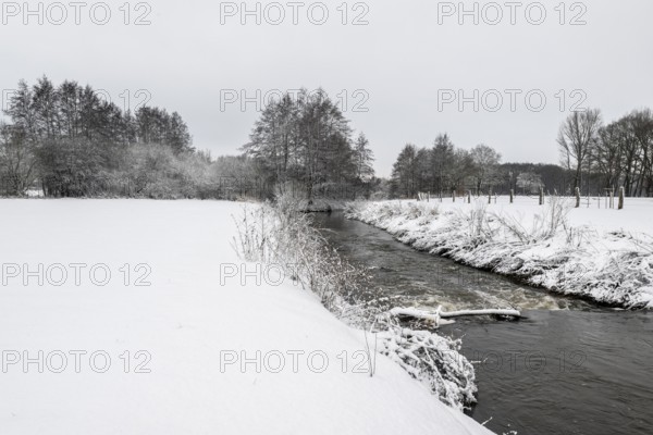 Winter landscape with black alder (Alnus glutinosa) along a ditch, Emsland, Lower Saxony, Germany
