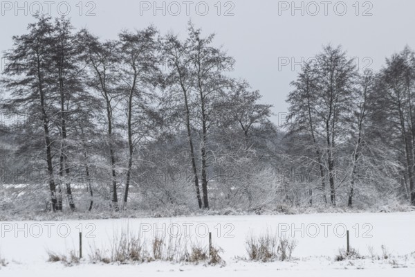 Winter landscape with black alder (Alnus glutinosa), Emsland, Lower Saxony, Germany