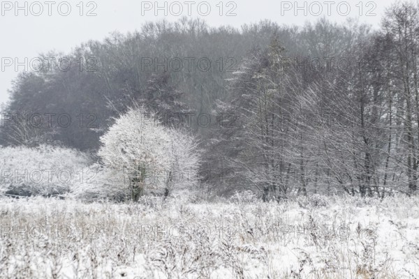 Winter landscape with black alders (Alnus glutinosa) and willows (Salix), Emsland, Lower Saxony, Germany