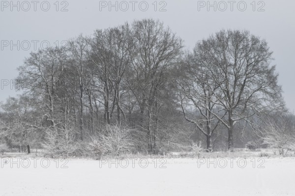 Winter landscape with oaks (Quercus robur), Emsland, Lower Saxony, Germany
