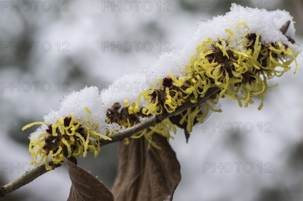 Witch hazel (Hamamelis mollis Pallida) in the snow, Emsland, Lower Saxony, Germany