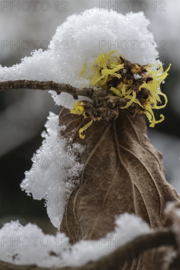 Witch hazel (Hamamelis mollis Pallida) in the snow, Emsland, Lower Saxony, Germany