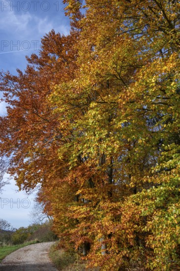 Beech trees (Fagus) in autumn foliage, Franconia, Bavaria, Germany