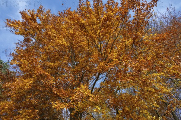 Beech (Fagus) in autumn leaves, Franconia, Bavaria, Germany