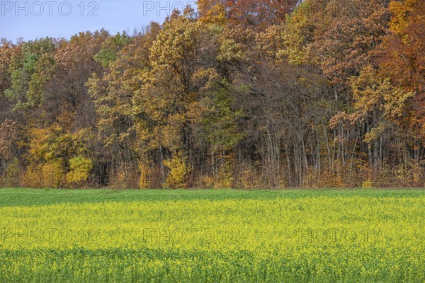 Autumn forest in front of cultivation of field mustard (Sinapis arvensis), used as green manure in agriculture, Karsberg, Upper Franconia, Bavaria, Germany