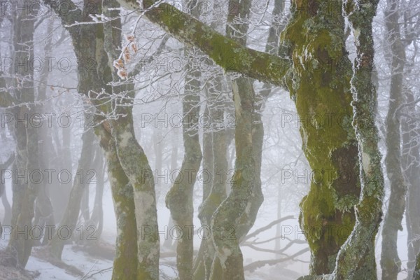 Moss-covered trees in fog convey a mysterious winter atmosphere, European beech, winter, Hohneck, La Bresse, Vosges, France