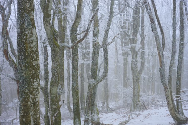 Snowy trees in fog create a calm and frosty atmosphere, European beech, winter, Hohneck, La Bresse, Vosges, France