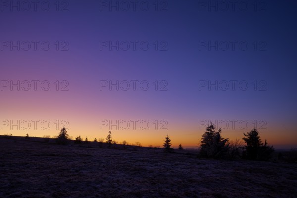 Sunset with tree silhouettes and colorful sky in purple and orange, European beech, winter, Hohneck, La Bresse, Vosges, France
