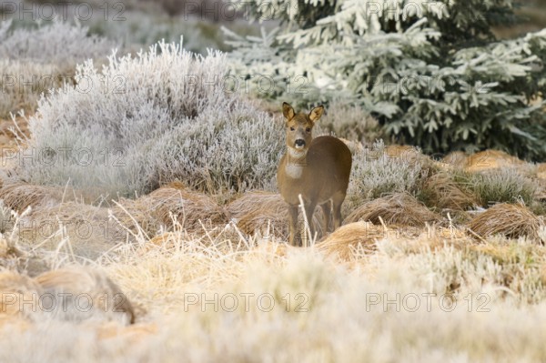 A roe deer stands peacefully in a frost-covered grass field in front of a coniferous tree, Roe deer (Capreolus capreolus), winter, Route de Cretes, Hohneck, La Bresse, Vosges, France
