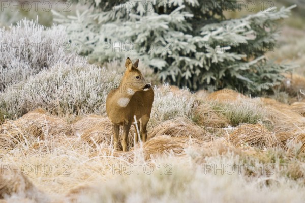 A roe deer stands in a winter landscape with frosty grass and a coniferous tree in the background, Roe deer (Capreolus capreolus), Winter, Route de Cretes, Hohneck, La Bresse, Vosges, France
