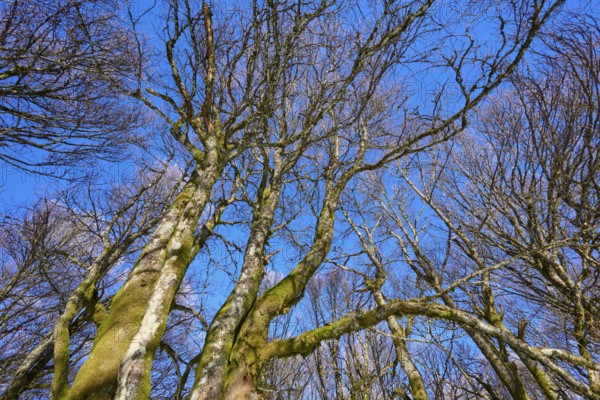 View of bare treetops against a clear blue sky, European beech, winter, Hohneck, La Bresse, Vosges, France