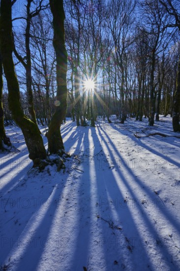 Sunlight shines between trees and creates long shadows in snow, European beech, winter, Hohneck, La Bresse, Vosges, France