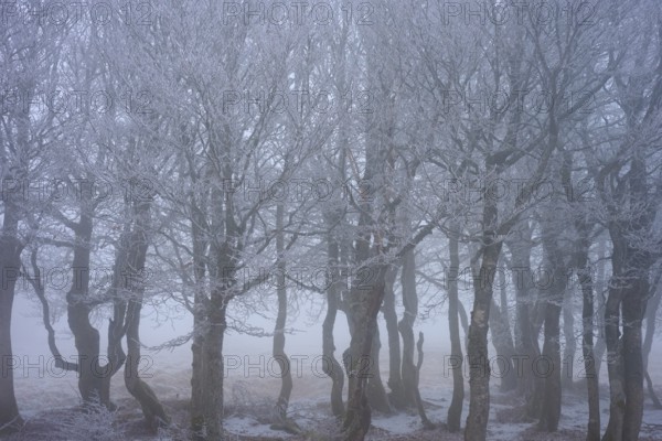 Frosty trees in fog in a cold-mystical winter forest, European beech, winter, Hohneck, La Bresse, Vosges, France