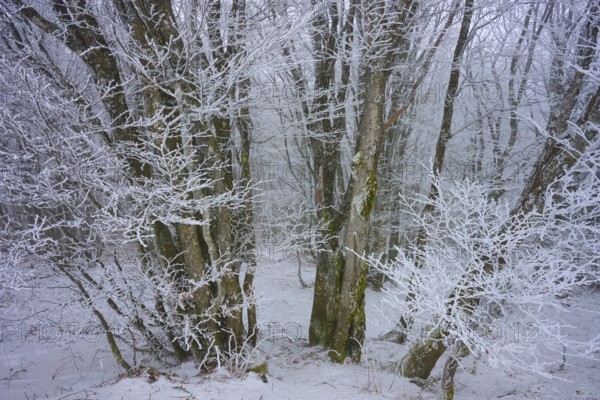 Snowy trees in a frosty forest add a winter accent, European beech, winter, Hohneck, La Bresse, Vosges, France