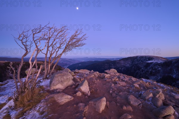 Barren tree and rocks on a mountain peak at dusk, slightly covered with snow, under a clear sky with the moon, looking towards the Rhine Valley, viewpoint, La gorge de Pierrel, Martinswand, Frankental, Vosges, France