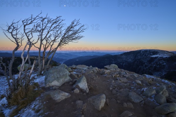 A bare group of trees on a rocky mountain peak at sunset, surrounded by snow-capped mountains and clear sky, looking towards the Rhine Valley, viewpoint, La Gorge de Pierrel, Martinswand, Frankental, Vosges, France