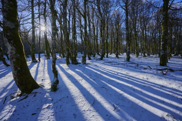 Bright blue sky over a snowy forest with long shadows, European beech, winter, Hohneck, La Bresse, Vosges, France
