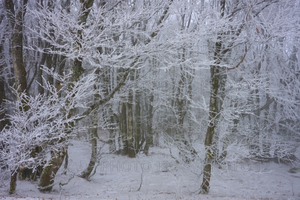 A forest covered with snow presents a quiet and cold winter landscape, European beech, winter, Hohneck, La Bresse, Vosges, France
