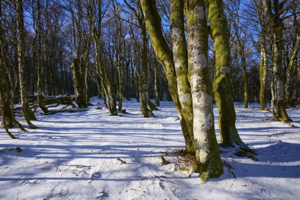 Gnarled tree trunks cast long shadows on the snow in a forest, European beech, winter, Hohneck, La Bresse, Vosges, France