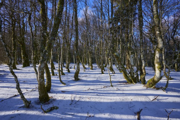 A thick forest with snow-covered ground under blue sky, European beech, winter, Hohneck, La Bresse, Vosges, France