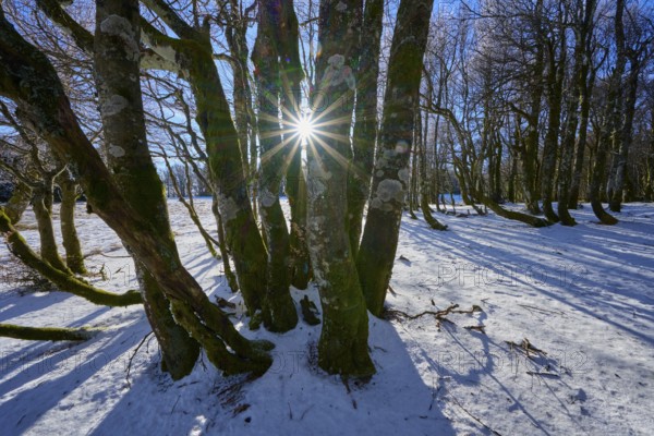 Sun rays break through the branches of gnarled trees in snowy forest, European beech, winter, Hohneck, La Bresse, Vosges, France