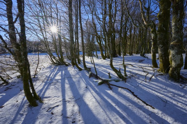 The low sun casts long shadows in snow-covered forest, European beech, winter, Hohneck, La Bresse, Vosges, France