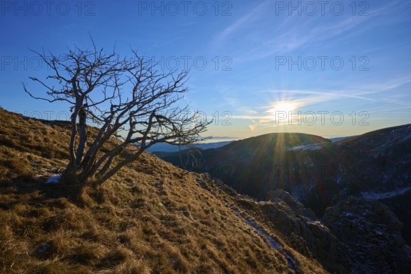 A bare tree on a mountainside at sunrise, with bright sun in a clear sky over the mountain landscape, looking towards the Rhine Valley, viewpoint, La Gorge de Pierrel, Martinswand, Frankental, Vosges, France