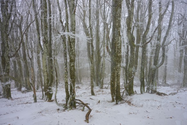 Dense forest in winter with snow-covered trees and quiet atmosphere, European beech, winter, Hohneck, La Bresse, Vosges, France