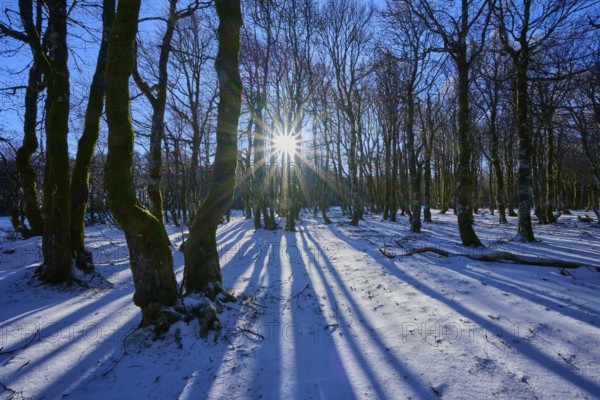 Trees cast long shadows in snow-covered forest in sun, European beech, winter, Hohneck, La Bresse, Vosges, France
